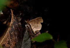 Lepidoptera