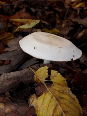 Tricholoma album