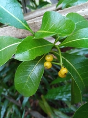 Psychotria isalensis