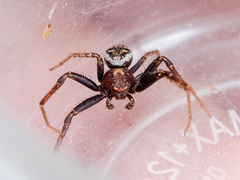 Xysticus dzhungaricus