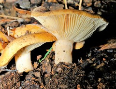 Lactarius croceus