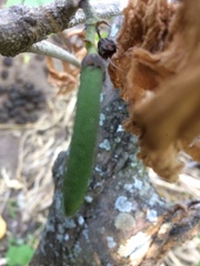 Fridericia schumanniana