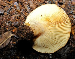 Lactarius croceus