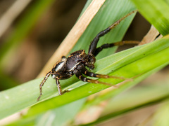 Xysticus pseudocristatus