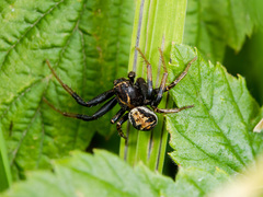 Xysticus pseudocristatus