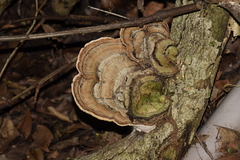 Fungi
