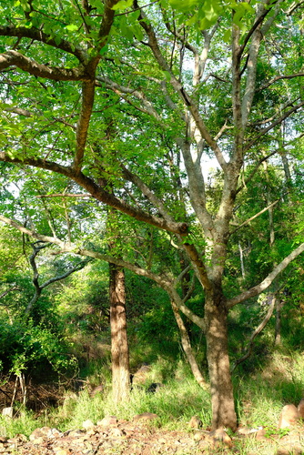 brown ivory