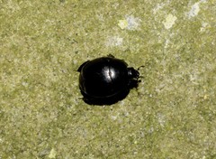 Coleoptera