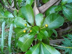 Psychotria isalensis