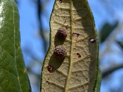 Belonocnema fossoria