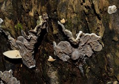 Fungi