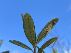 Belonocnema fossoria