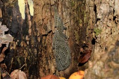 Lepidoptera