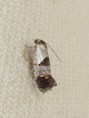 Eupselia holoxantha