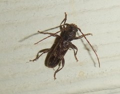 Phacodes
