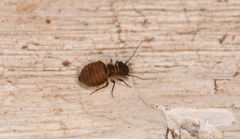 Ectopsocus vachoni