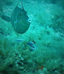 Cochleoceps bicolor