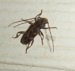 Phacodes