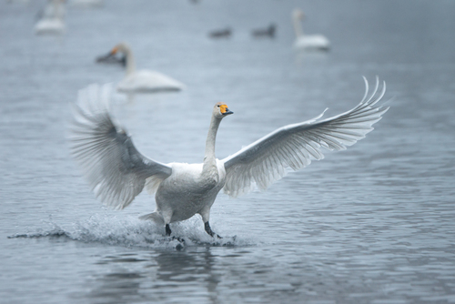 Whooper Swan, photo 7 of 9