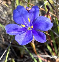 Aristea dichotoma