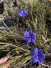 Aristea dichotoma