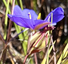 Aristea dichotoma