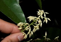Angiospermae