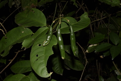 Angiospermae
