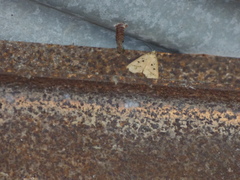 Herminodes atrosignata