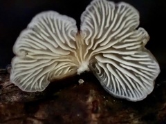 Hohenbuehelia reniformis