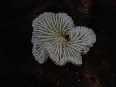 Hohenbuehelia reniformis