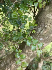 Dovyalis rhamnoides