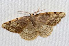 Stegania trimaculata