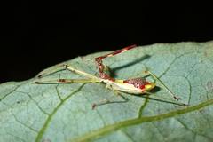 Epidaus famulus