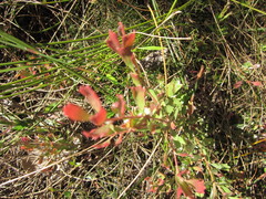 Adenanthos cuneatus