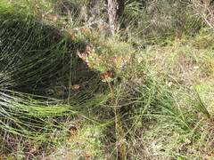 Adenanthos cuneatus