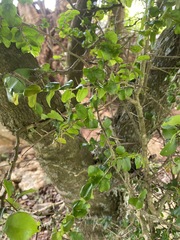 Dovyalis rhamnoides