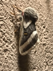 Hemileuca tricolor