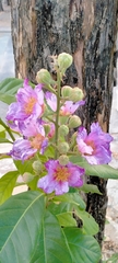 Lagerstroemia speciosa