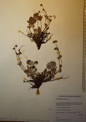 Potentilla nivea