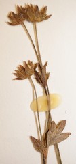 Potentilla nivea