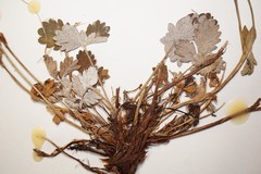 Potentilla nivea