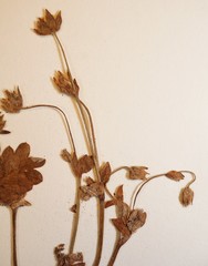 Potentilla nivea