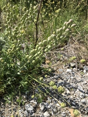 Alyssoides utriculata