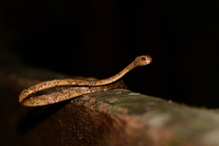 Aplopeltura boa