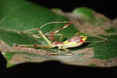 Epidaus famulus