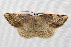 Stegania trimaculata