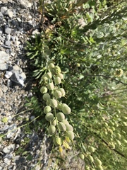 Alyssoides utriculata