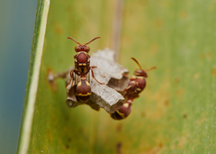 Ropalidia cyathiformis