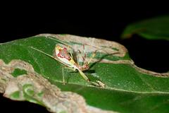 Epidaus famulus